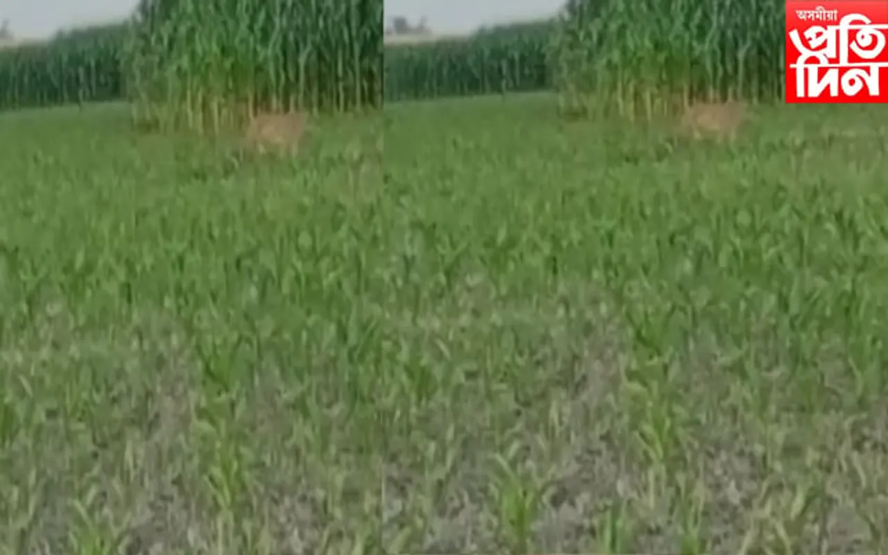 মঙলদৈৰ কটহগুৰিত বাঘৰ মুক্ত বিচৰণ
