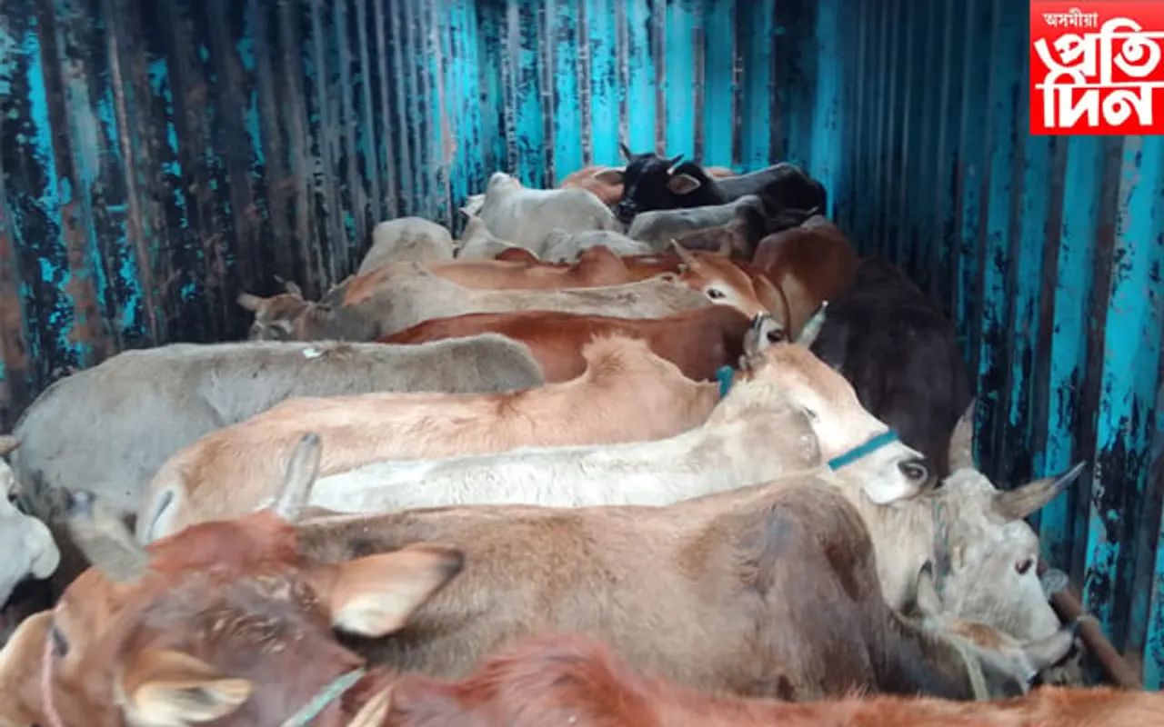 নগাঁৱৰ বিভিন্ন প্ৰান্তত গৰু চুৰি অব্যাহতঃ চোৰক শীৰ্ঘে গ্ৰেপ্তাৰৰ দাবী...