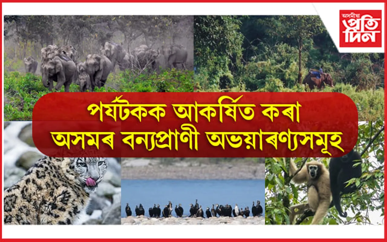 Wildlife Sanctuaries in Assam: পৰ্যটকক আকৰ্ষিত কৰা অসমৰ বন্যপ্ৰাণী অভয়াৰণ্য