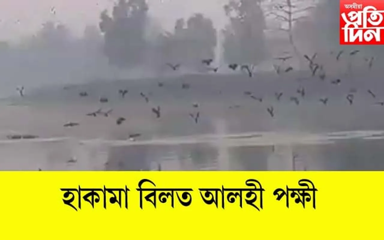 হাকামা বিলত আলহী পক্ষীৰ জাক...