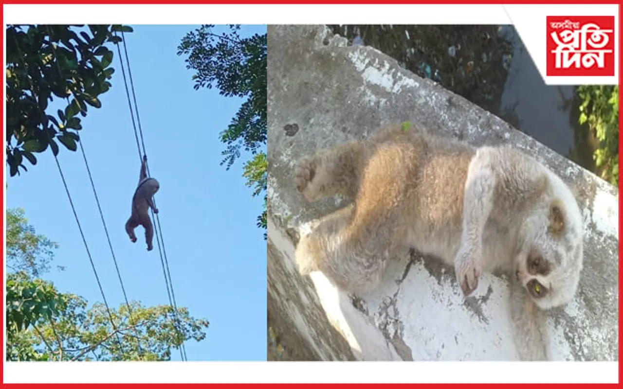 চৰাইদেউত বিদ্যুতৰ তাঁৰত লাগি দুষ্প্ৰাপ্য লাজুকী বান্দৰৰ মৃত্যু...