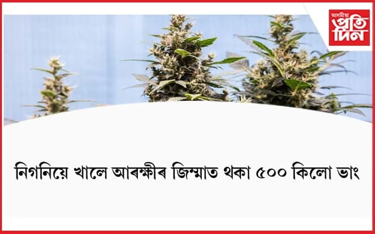 নিগনিয়ে খালে আৰক্ষীৰ জিম্মাত থকা ৫০০ কিলো ভাং