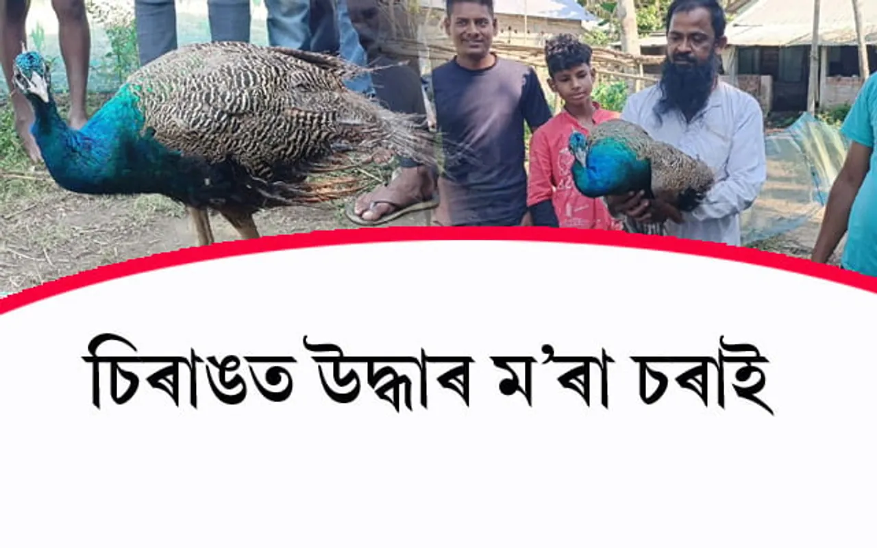 চিৰাঙত উদ্ধাৰ ম'ৰা চৰাই...