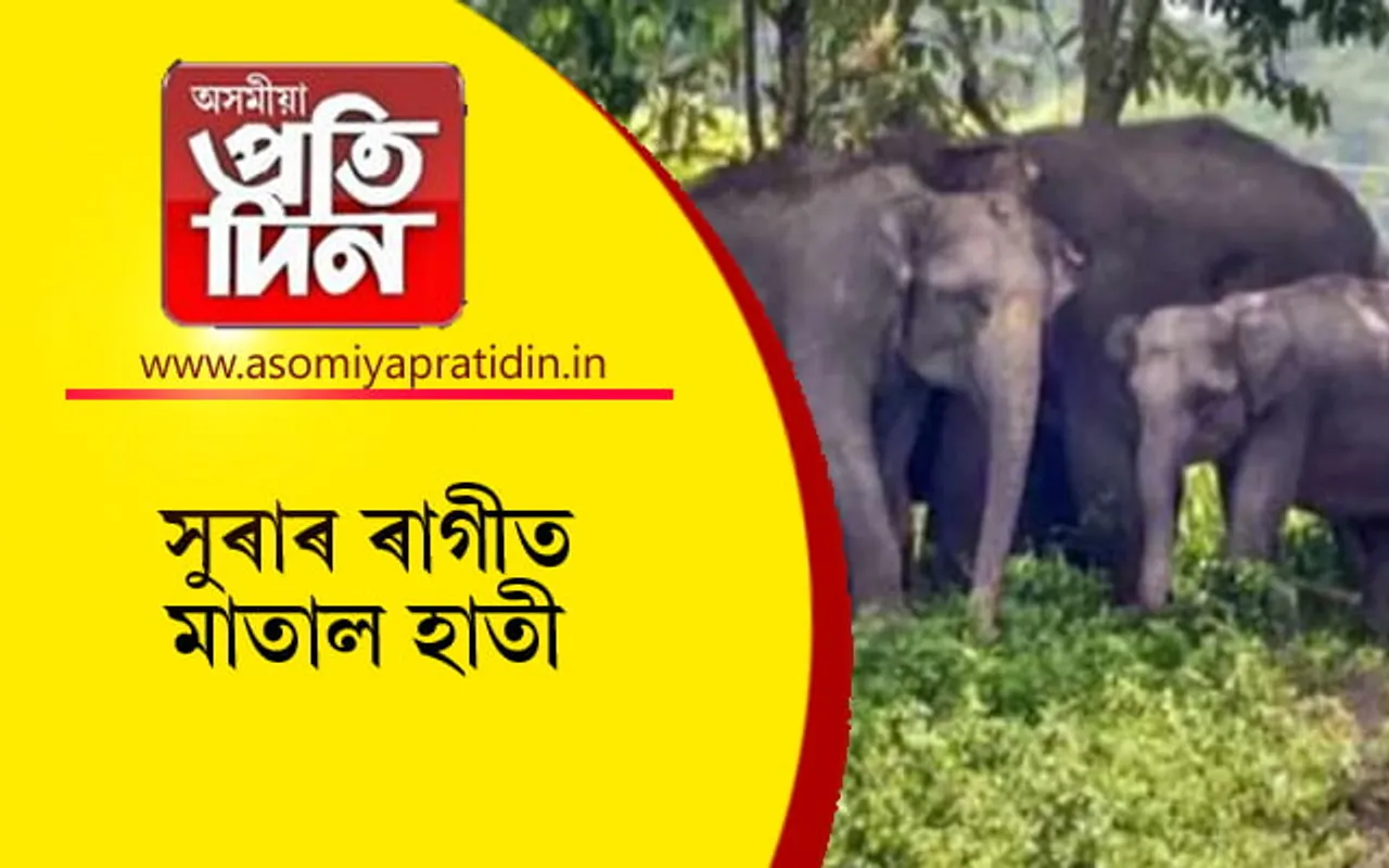 দেশীয় সুৰাৰ ৰাগীত মতলীয়া বন্যহস্তী...