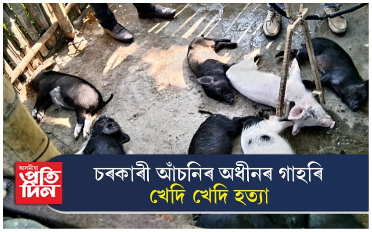খেদি খেদি চৰকাৰী আঁচনিৰ গাহৰি নিধন যজ্ঞ আৰম্ভ : ঠিকাদাৰৰ গাফিলতিৰ ভয়ংকৰ পৰিণতি...