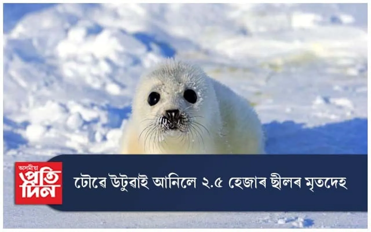 ৰাছিয়াৰ সমুদ্ৰ তীৰত ২.৫ হেজাৰ মৃত ছীল...