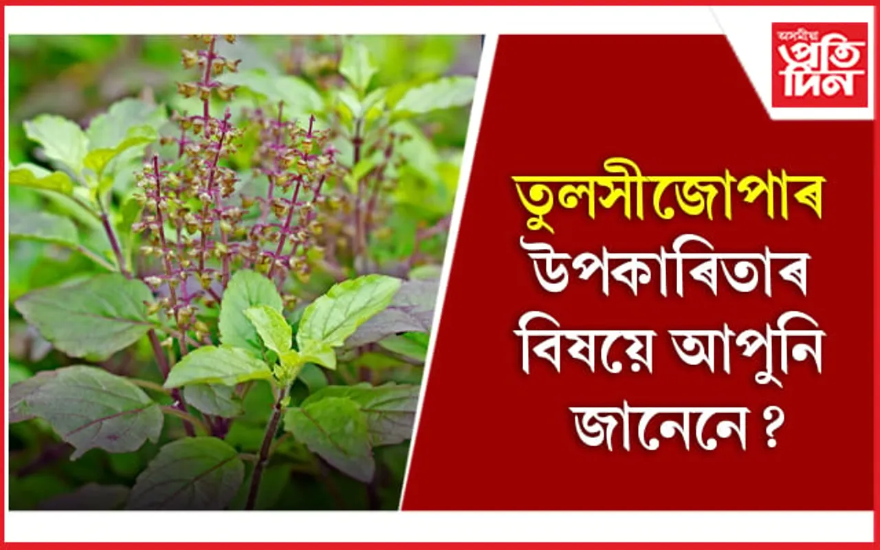 14 Powerful Health Benefits Of Tulsi: তুলসী পাতৰ ঔষধি গুণ