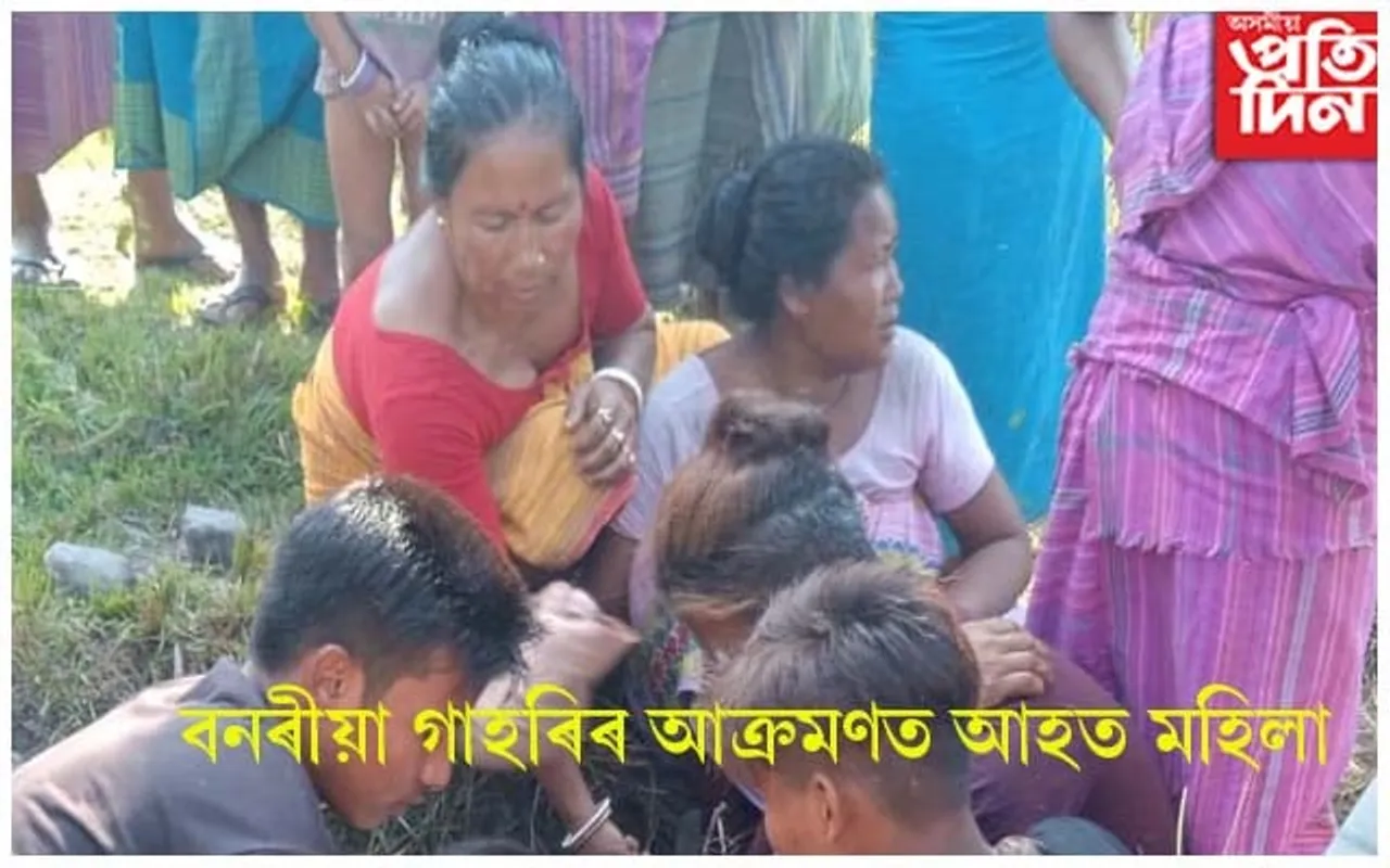 বনৰীয়া গাহৰিৰ আক্ৰমণত আহত মহিলা...