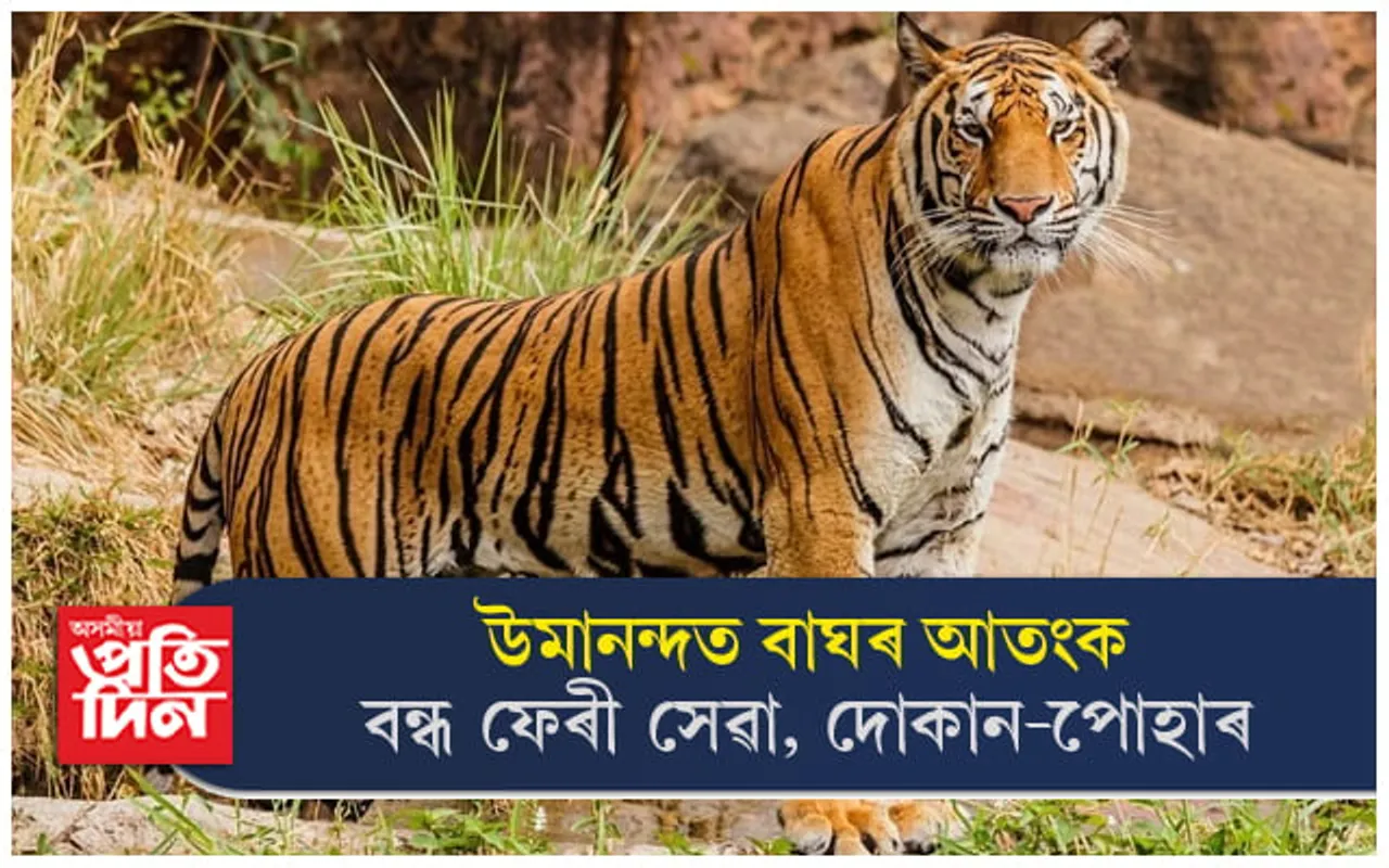 উমানন্দলৈ নাযাব ! লুইত সাঁতুৰি ক্ষুদ্ৰ নদীদ্বীপটোত আশ্ৰয় লৈছে বাঘে...
