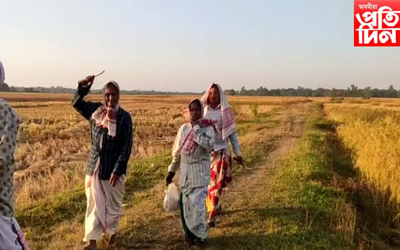 বটদ্ৰৱাৰ নমাটি গাঁৱৰ পথাৰত আঘোণৰ সোণগুটি চপোৱাৰ নান্দনিক দৃশ্য