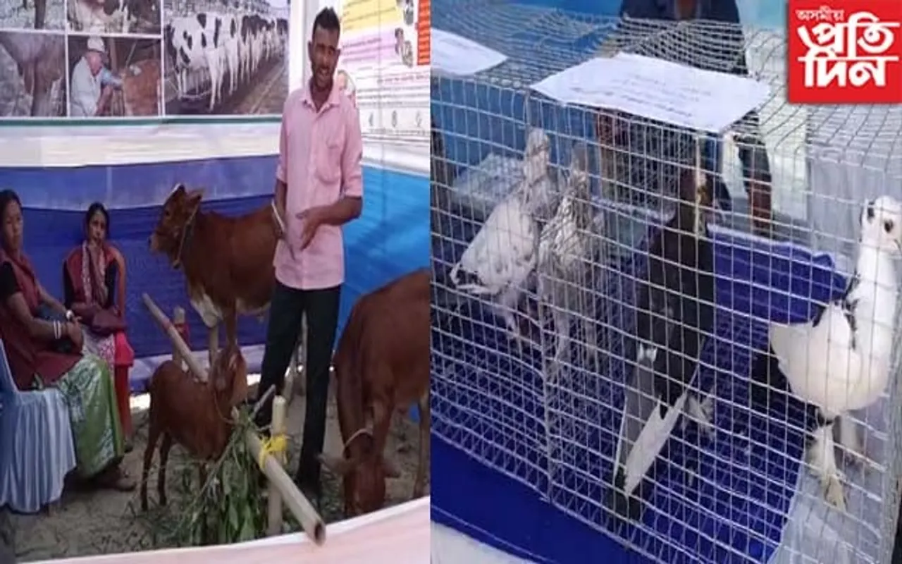 মানকাচৰৰ মানুল্যাপাৰাত মীন, পশু, কৃষি বিভাগৰ বিশেষ মেলা...