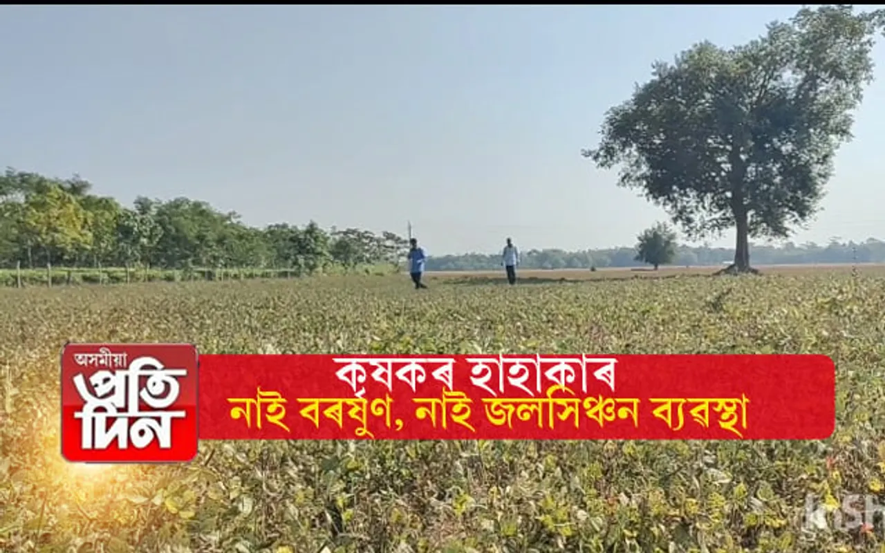 মূৰে কপালে হাত দিছে কৃষকে ! পানীৰ অভাবত শুকাই আহিছে ৰবি শস্য... 