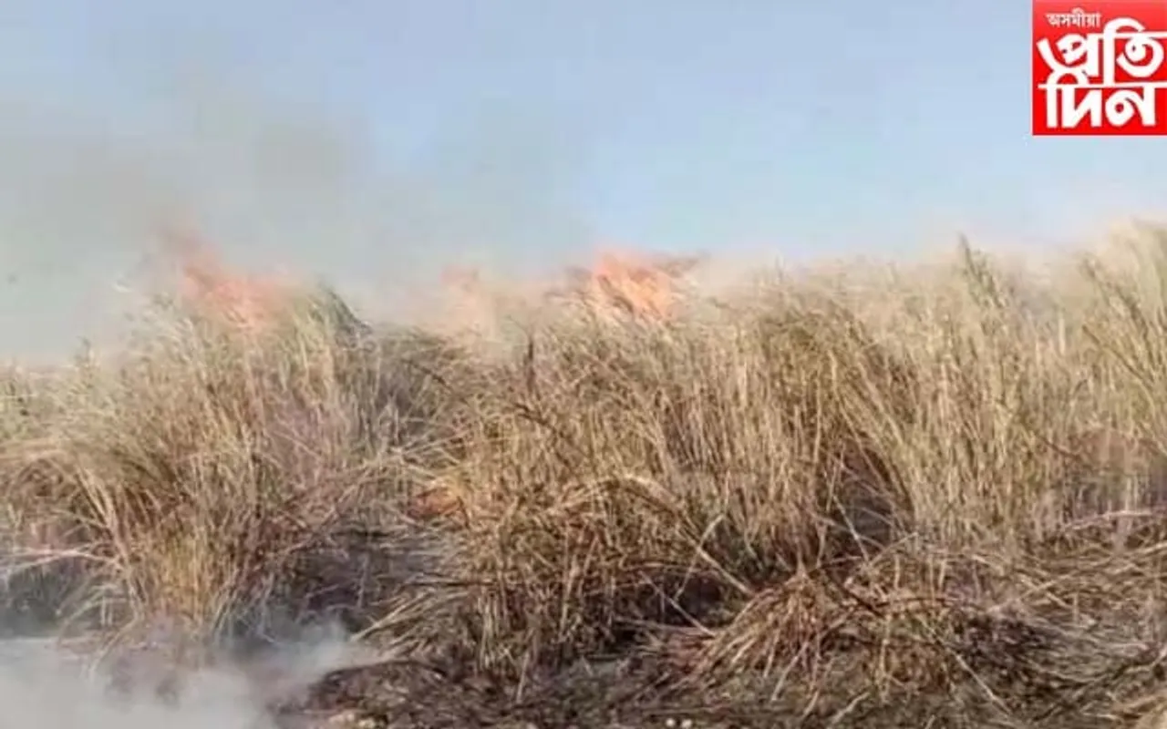 ধিক ! জীৱন্তে বন গাহৰিক জ্বলাই দিলে দুস্কৃতিকাৰীয়ে... 

