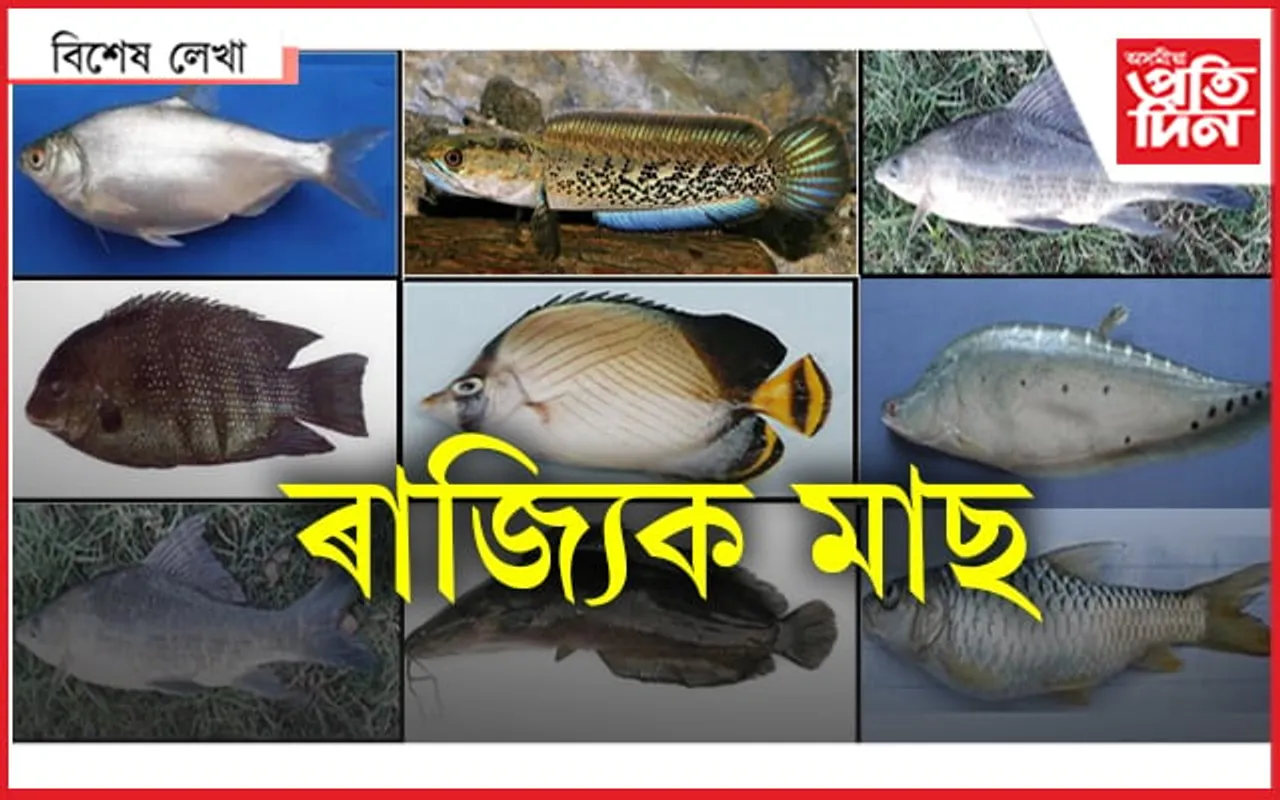 আন ৰাজ্যৰ আছে, আমাৰহে নাই ৰাজ্যিক মাছ...