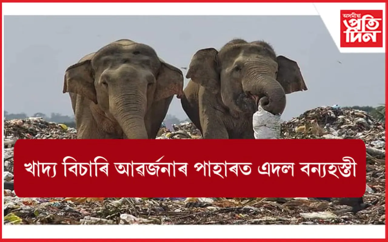 আৱৰ্জনাৰ পাহাৰত খাদ্য বিচাৰি বন্যহস্তীৰ জাক...