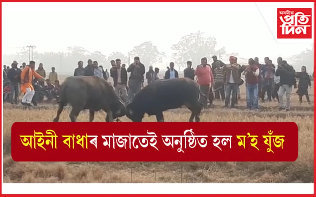 আইনী বাধাৰ মাজতেই পৰম্পৰা ৰক্ষাৰ বাবে অনুষ্ঠিত হ'ল ম'হ যুঁজ... 