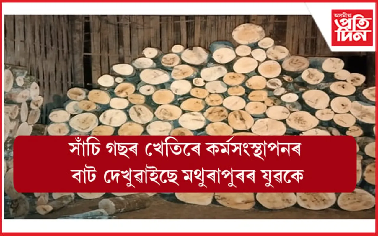 সাঁচি গছৰ খেতিৰে মথুৰাপুৰৰ শিক্ষিত যুৱকে দেখুৱাইছে কৰ্মসংস্থাপনৰ বাট...