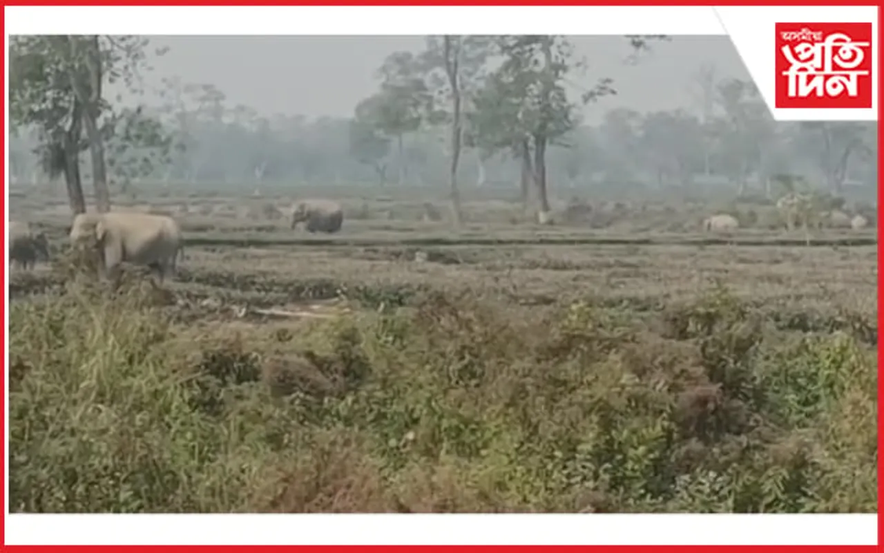ভোকাতুৰ বন্যহস্তীক খাদ্য যোগানৰে সন্তানৰ জন্মদিন পালন...
