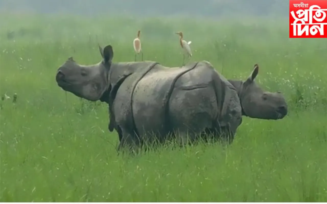 কাজিৰঙাৰ পৰা ওলাই গ'ল ১৩ টাকৈ গঁড়... 