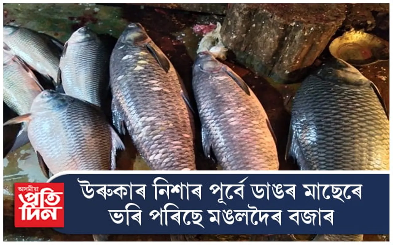 ডাঙৰ মাছেৰে ভৰি পৰিছে মঙলদৈৰ বজাৰ...
