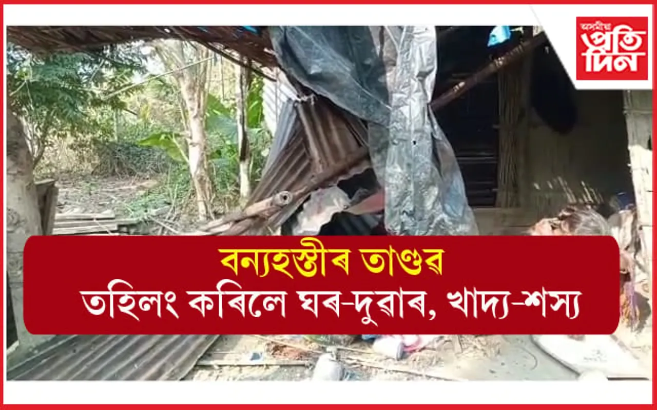 চিৰাঙৰ ভাৰত-ভূটান সীমান্তৰ বিষ্ণুপুৰত বন্যহস্তীৰ তাণ্ডৱ...