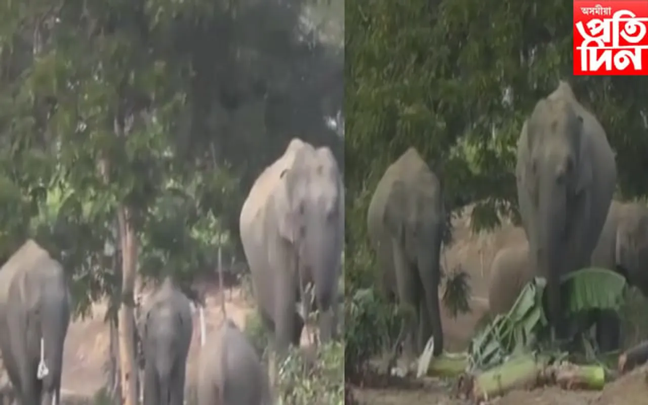 উৰুকাৰ আনন্দৰ মাজতে বনৰীয়া হাতীক খাদ্য যোগান