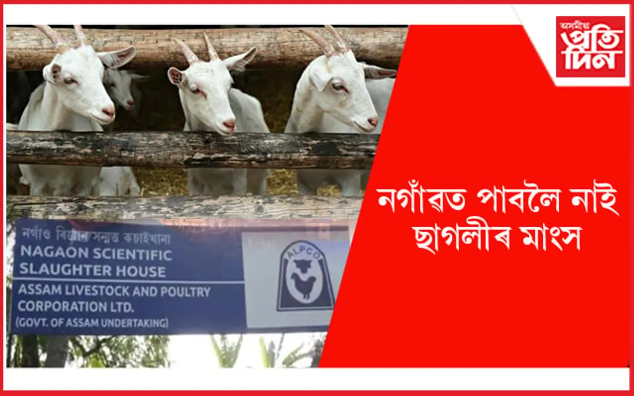 ইচ্ছা থাকিলেও নগাঁৱত খাব নোৱাৰি ছাগলীৰ মাংস ! বন্ধ সকলো দোকান...