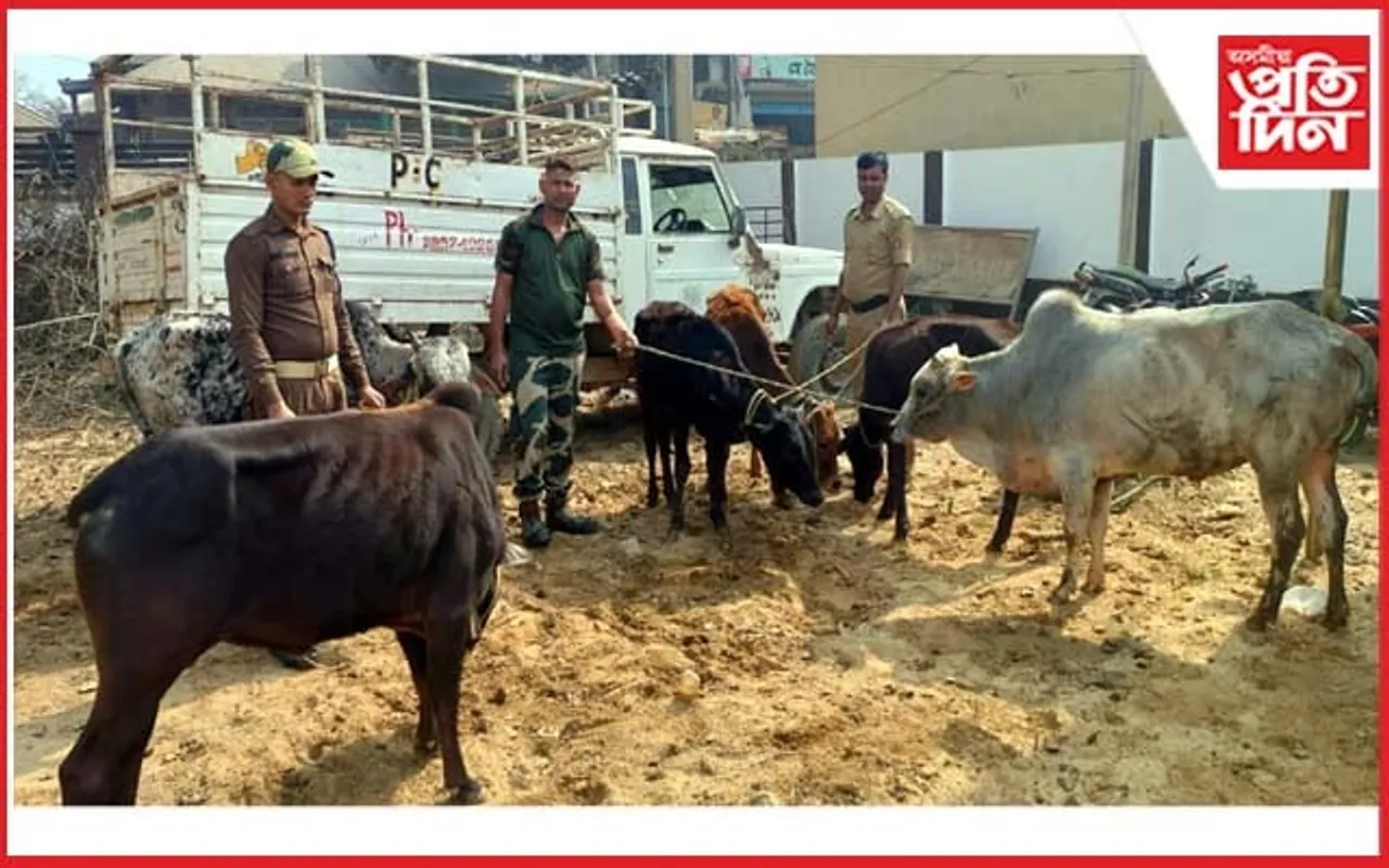 মানকাচৰ-বাংলাদেশ সীমান্তত ৬ টা চোৰাং গো-ধন জব্দ...