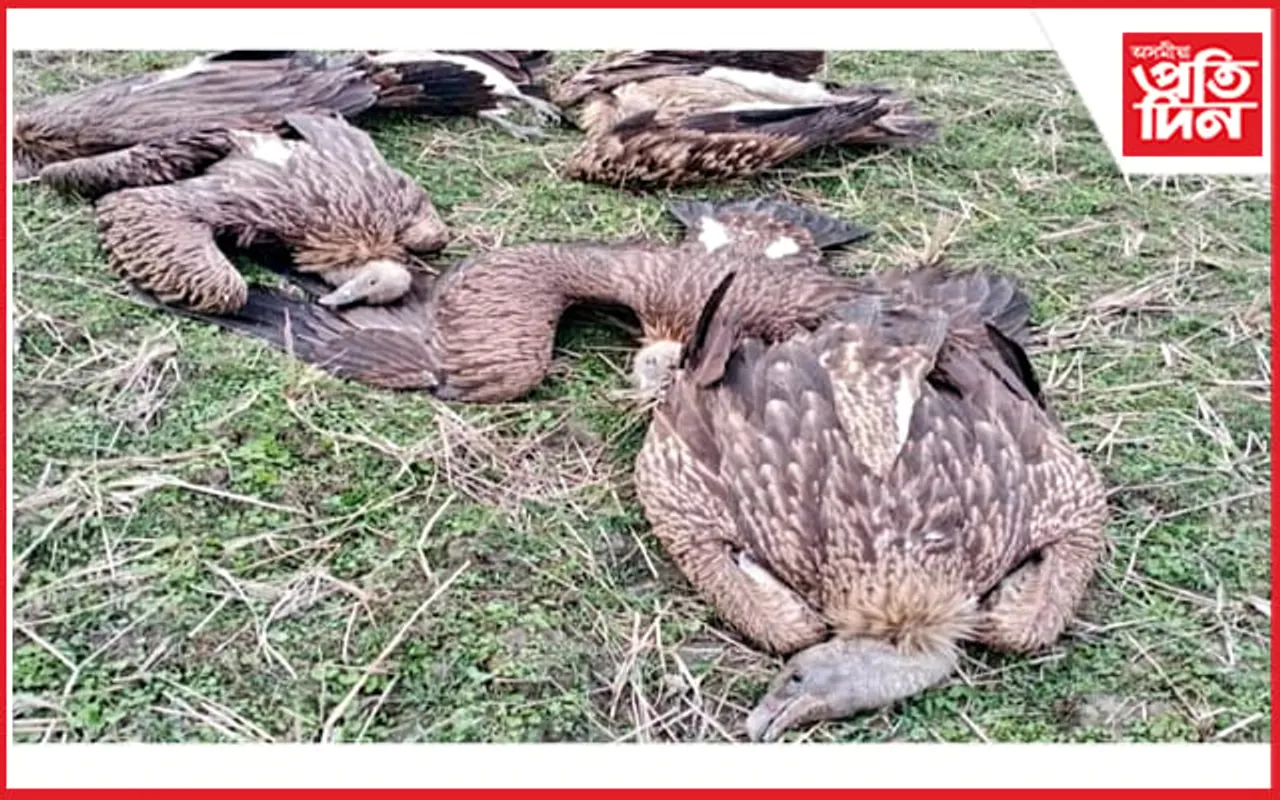 ঢকুৱাখনাত ৬ টা শগুনৰ মৰ্মান্তিক মৃত্যু