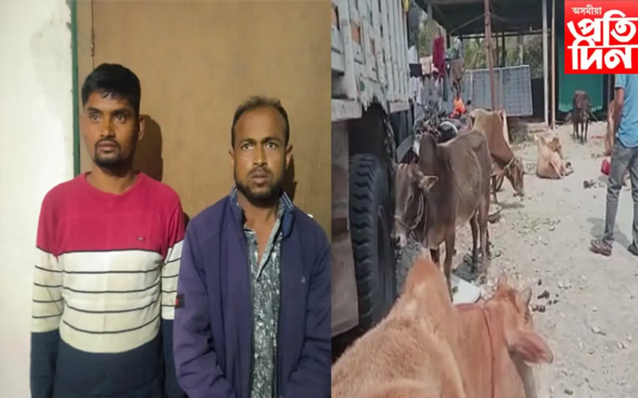 ওৰাঙত বাহনসহ ১৬ টা চোৰাং গৰু জব্দ 