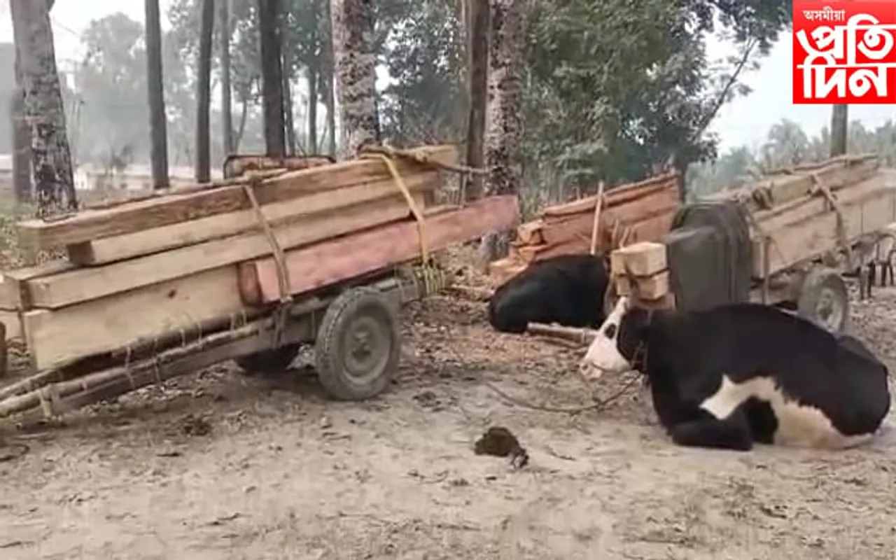 চিৰাঙৰ ভাৰত-ভূটান সীমান্তত বৃহৎ পৰিমাণৰ চোৰাং কাঠ,গৰু গাড়ী জব্দ