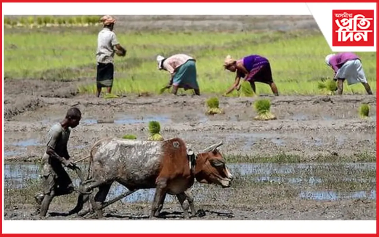 ধান ক্ৰয়ৰ ভেঁকোভাওনাত দিশহাৰা ৰাজ্যৰ লাখ লাখ কৃষক