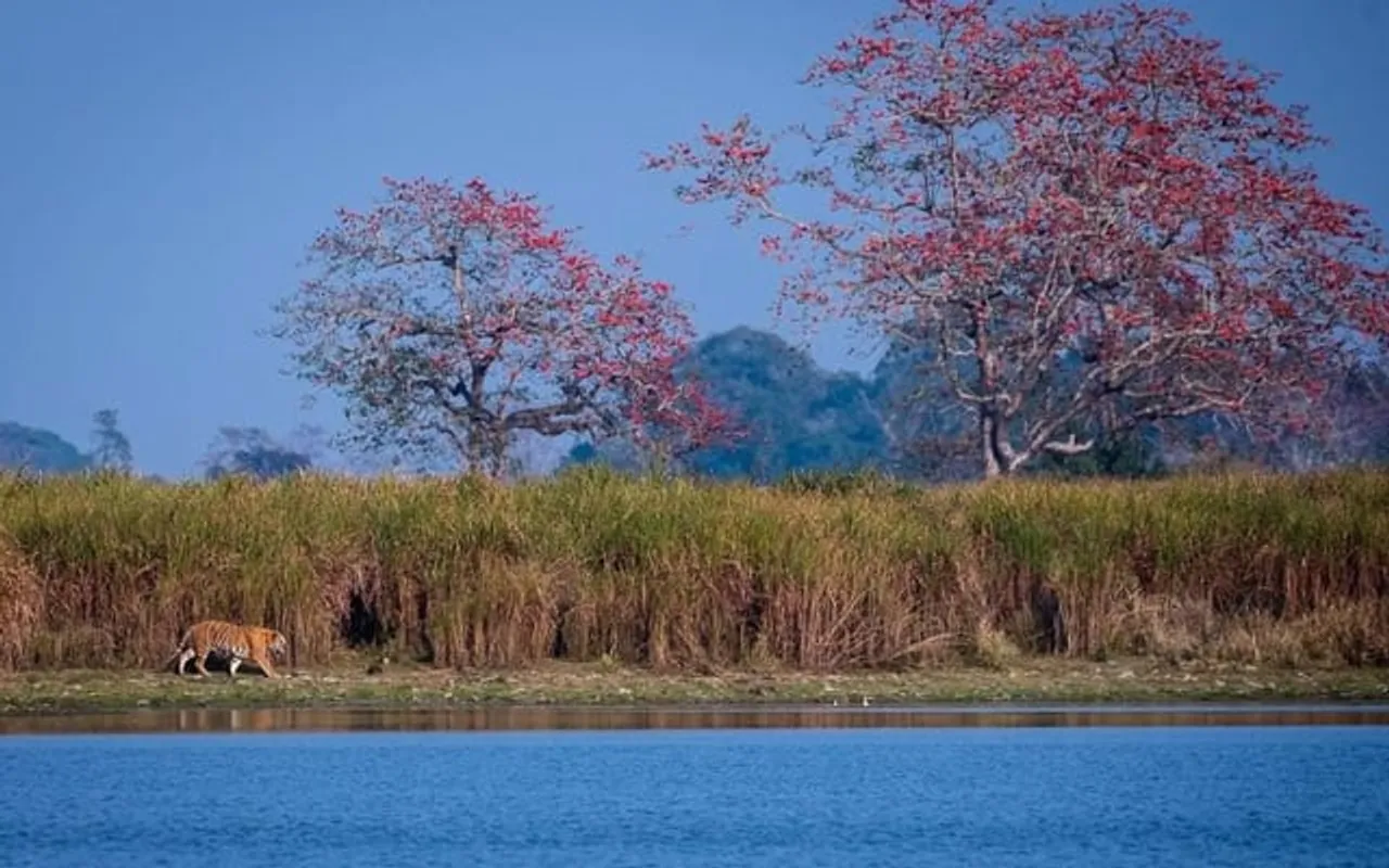 ফাগুনে ৰং সানি গৈছে কাজিৰঙাৰ পশু-পক্ষীকো...
