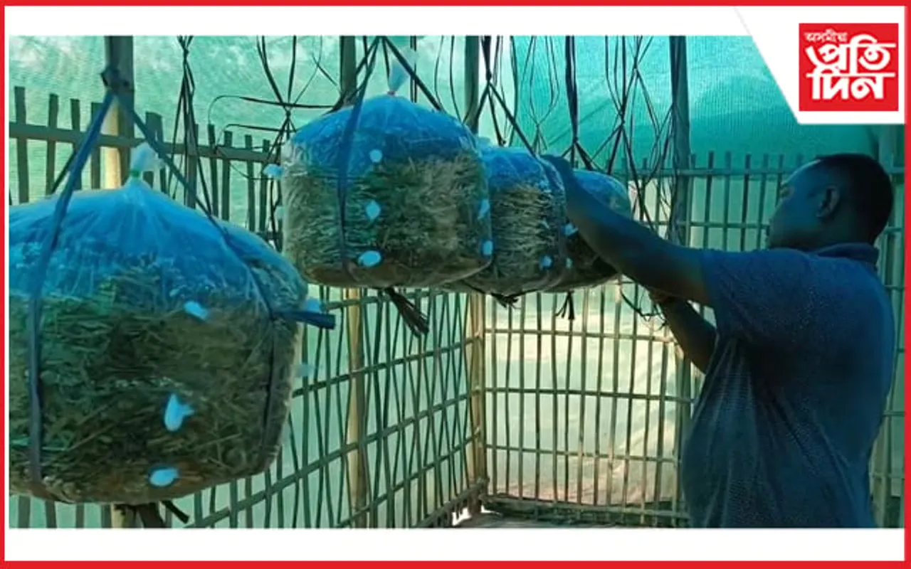 কাঠফুলা খেতিৰে স্বাৱলম্বী কাৰ্বি আংলঙৰ কৃষক