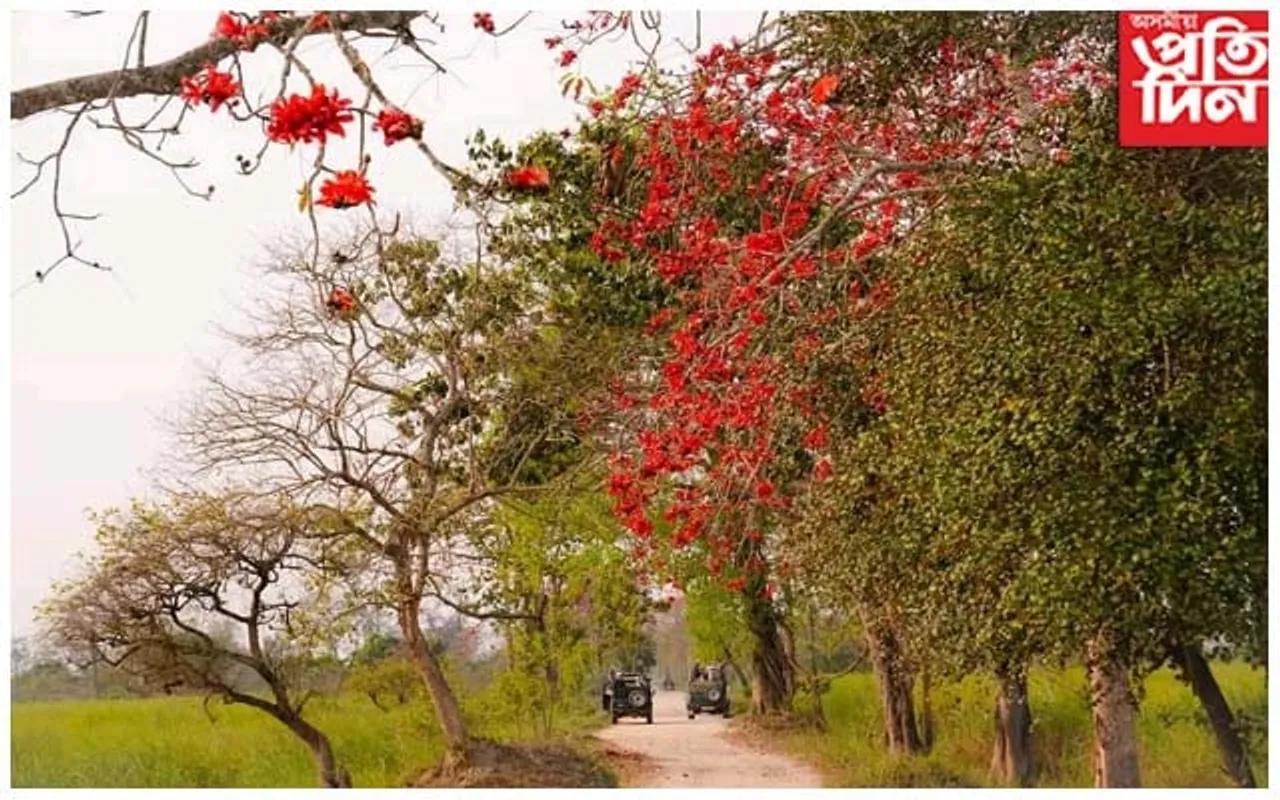 ফাগুন নামিছে কাজিৰঙালৈ, অনন্য ৰূপ লৈছে ৰাষ্ট্ৰীয় উদ্যানখনে