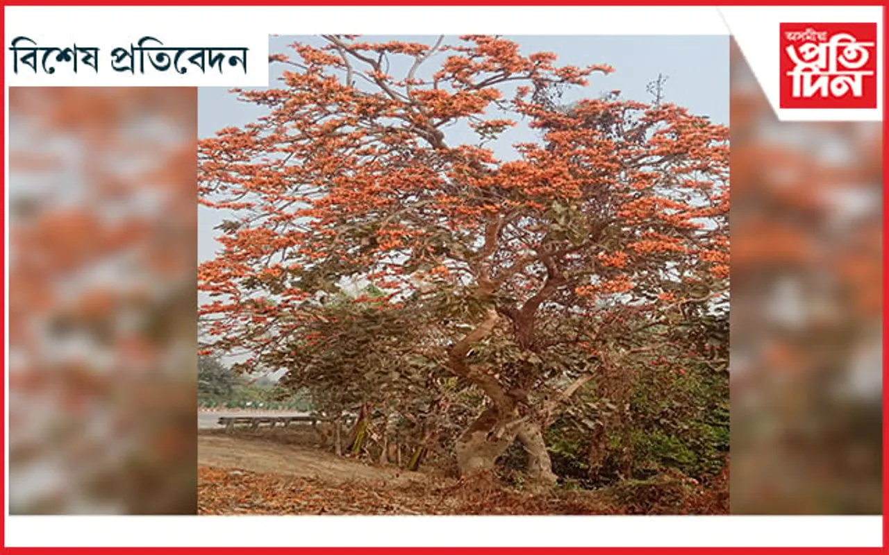 পলাশৰে ৰং কোনেনো সানিলে...