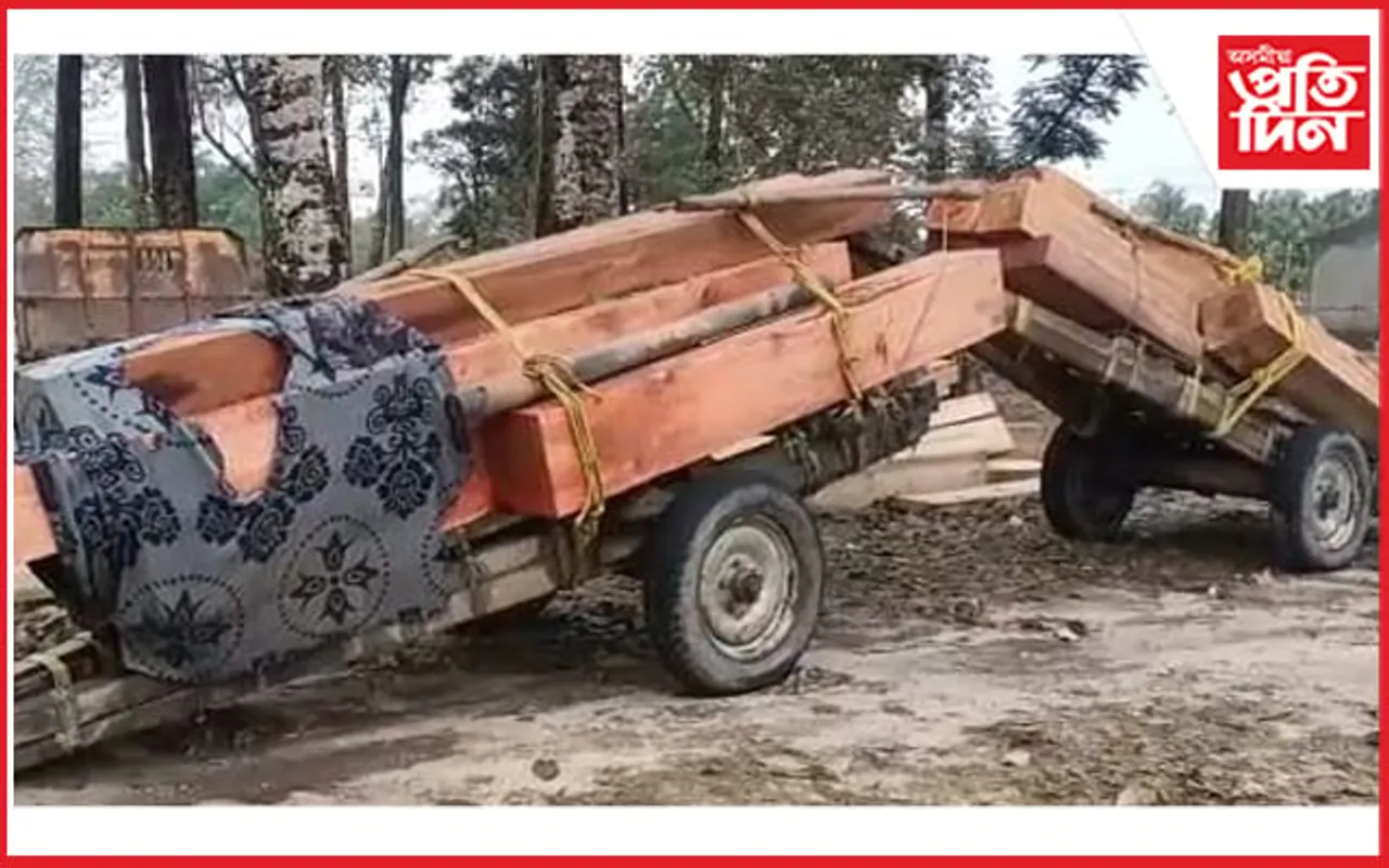বনবিভাগৰ অভিযানত জব্দ চোৰাং কাঠসহ গৰুগাড়ী