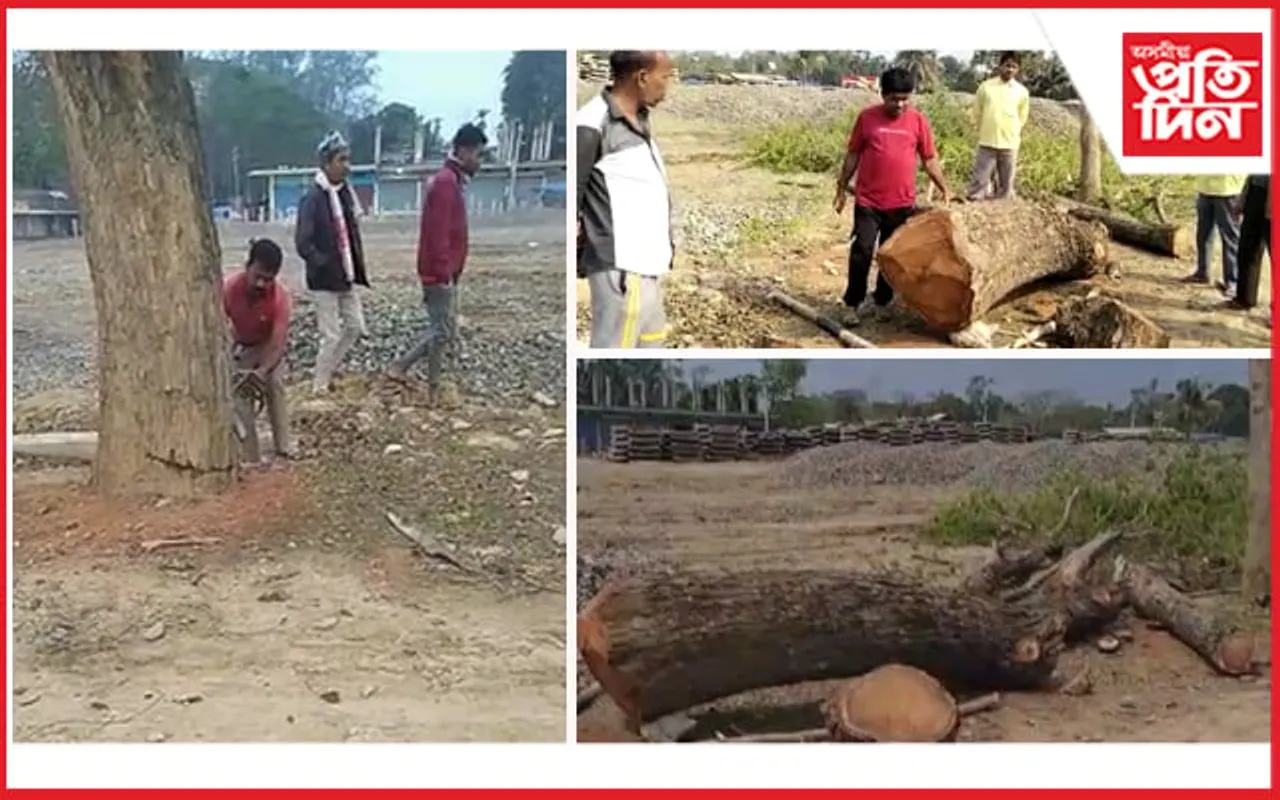 সৰুপথাৰত বন বিভাগৰ চকুৰ সন্মুখতে চলিছে ধ্বংস যজ্ঞ...
