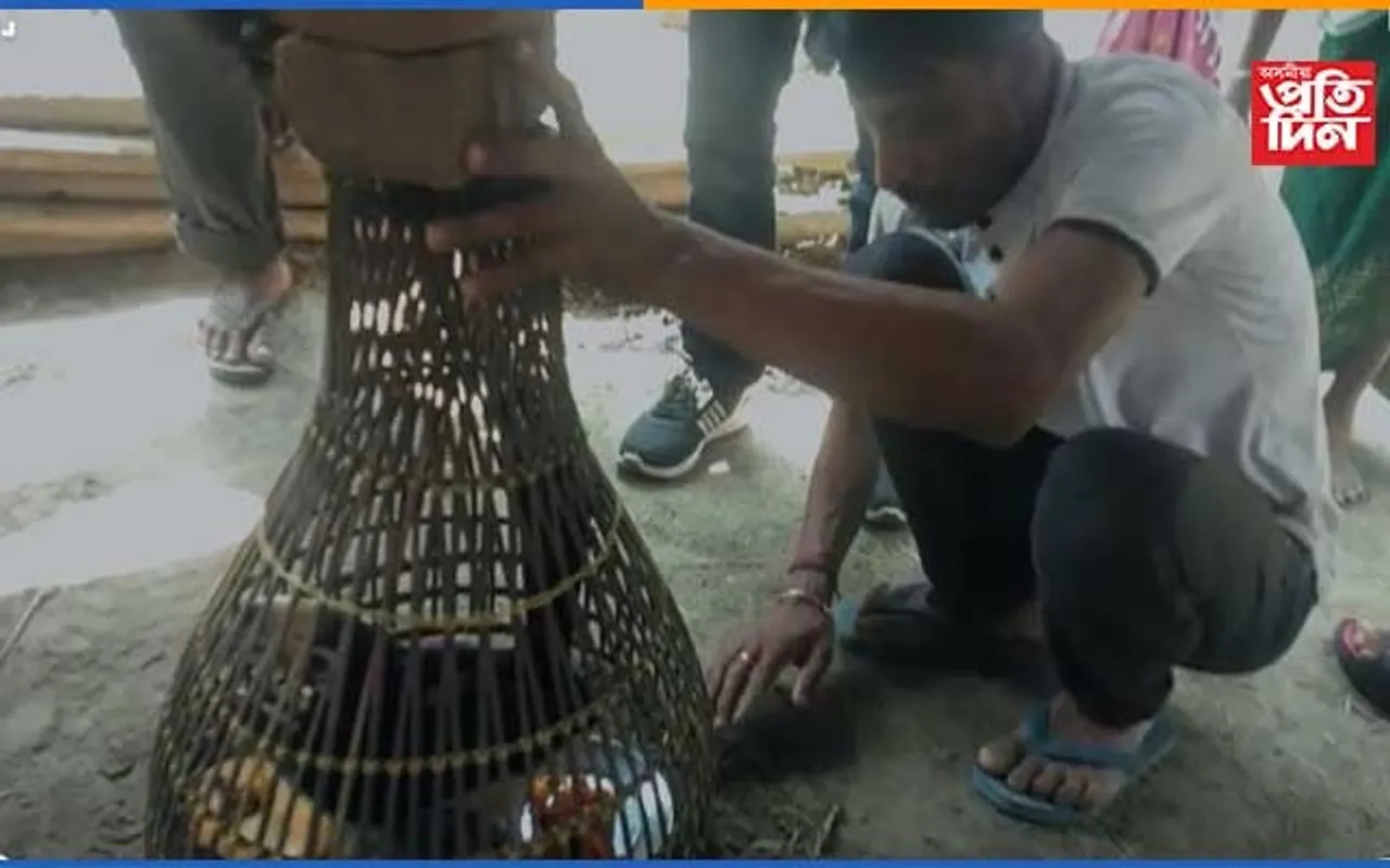ঠিকনা হেৰুৱা দুষ্প্ৰাপ্য ধনেশ পক্ষীক উদ্ধাৰ যুৱকৰ...