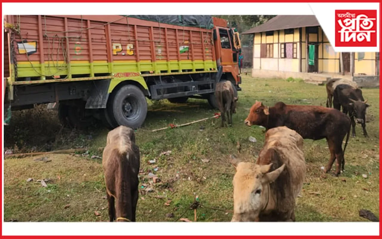 মাজবাট আৰক্ষীৰ বৃহৎ সফলতাঃ ৩০ টা চোৰাং গৰুসহ ট্ৰাক জব্দ... 