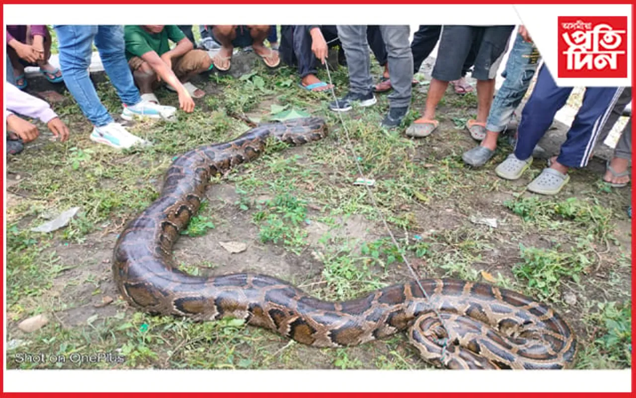 বালিগাঁৱত ১৬ ফুট দৈৰ্ঘ্যৰ প্ৰকাণ্ড অজগৰ উদ্ধাৰ...