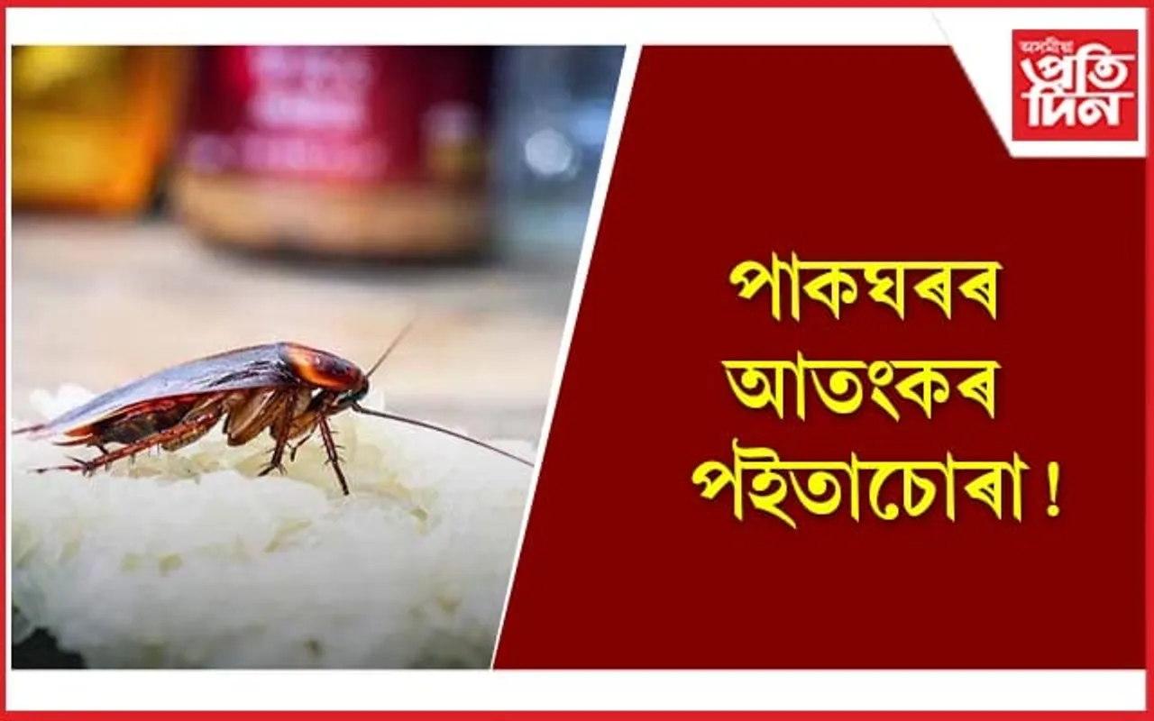 এই ঘৰুৱা প্ৰতিকাৰ ব্যৱহাৰ কৰি পইতাচোৰাৰ উৎপাতৰ পৰা ৰক্ষা পাওঁক