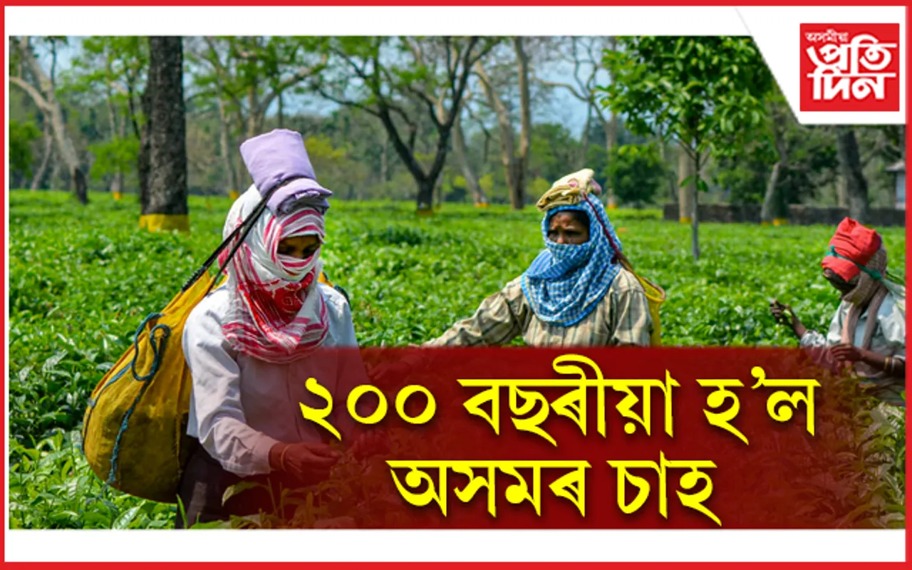 ২০০ বছৰীয়া হ’ল অসমৰ চাহঃ বিশ্বজুৰি চলিব প্ৰচাৰ, নিৰ্মাণ হ’ব ছুটি ছবি