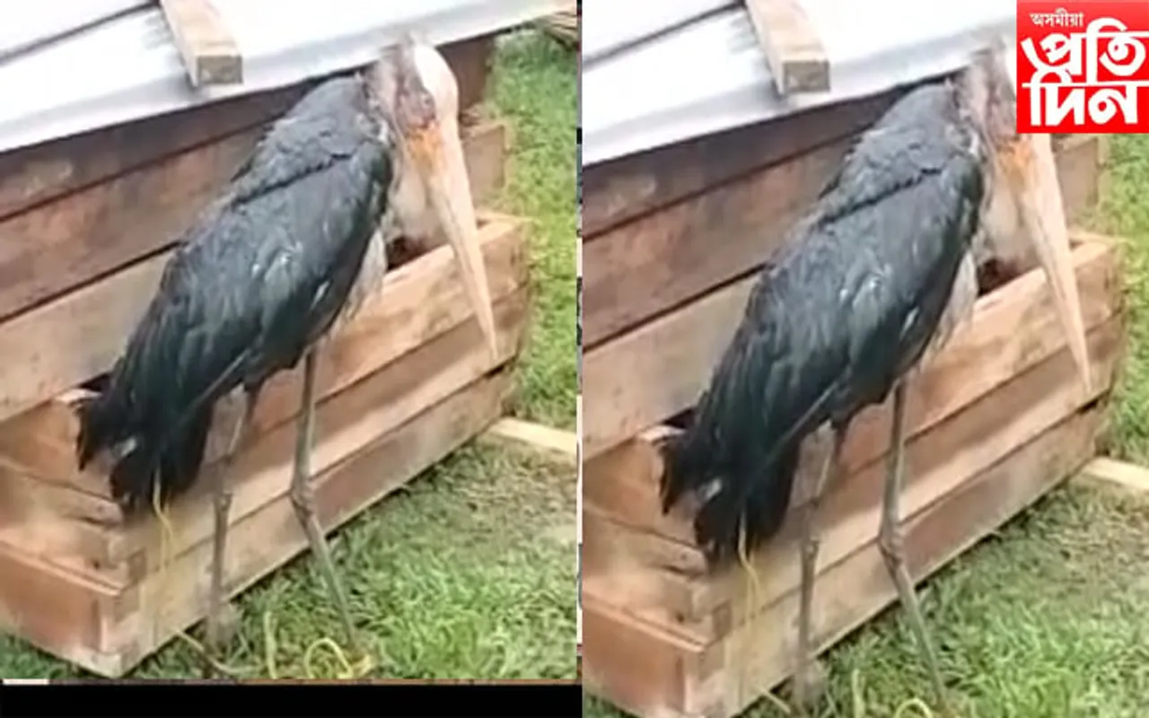 জামুগুৰিহাটৰ  বালিগাওঁ পথাৰত উদ্ধাৰ দুস্প্ৰাপ্য বৰটোকোলা 