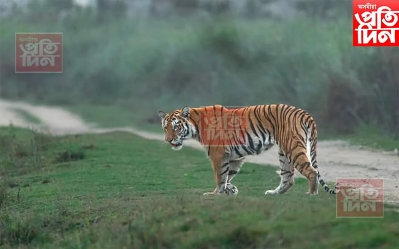 বাঘৰ বাবেই কলিয়াবৰত ১৪৪ ধাৰা জাৰি... 
