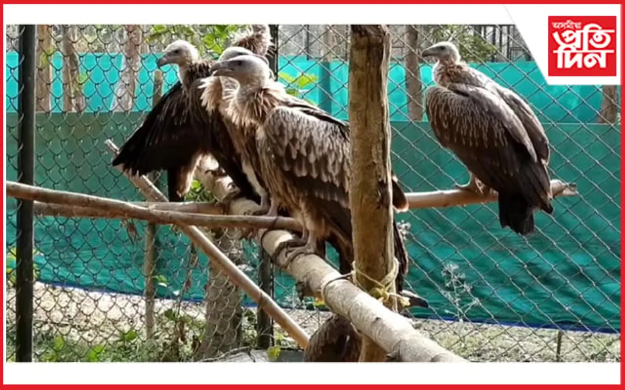 মুমুৰ্ষ অৱস্থাত উদ্ধাৰ কৰি চিকিৎসা সেৱা আগবঢ়াই পুনৰ বনত মুকলি ছটা শগুন