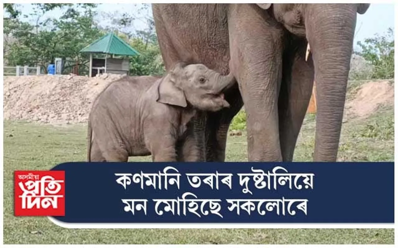 কাজিৰঙাত তৰা,পৰিস্মীতা আৰু ক্ৰিছে মন মোহিছে সকলোৰে