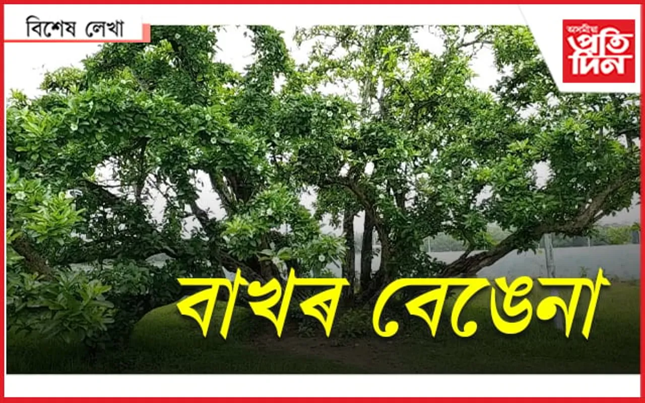 ৬০০ বছৰীয়া পৰিক্ৰমা অতিক্ৰম কৰা বাখৰ বেঙেনা