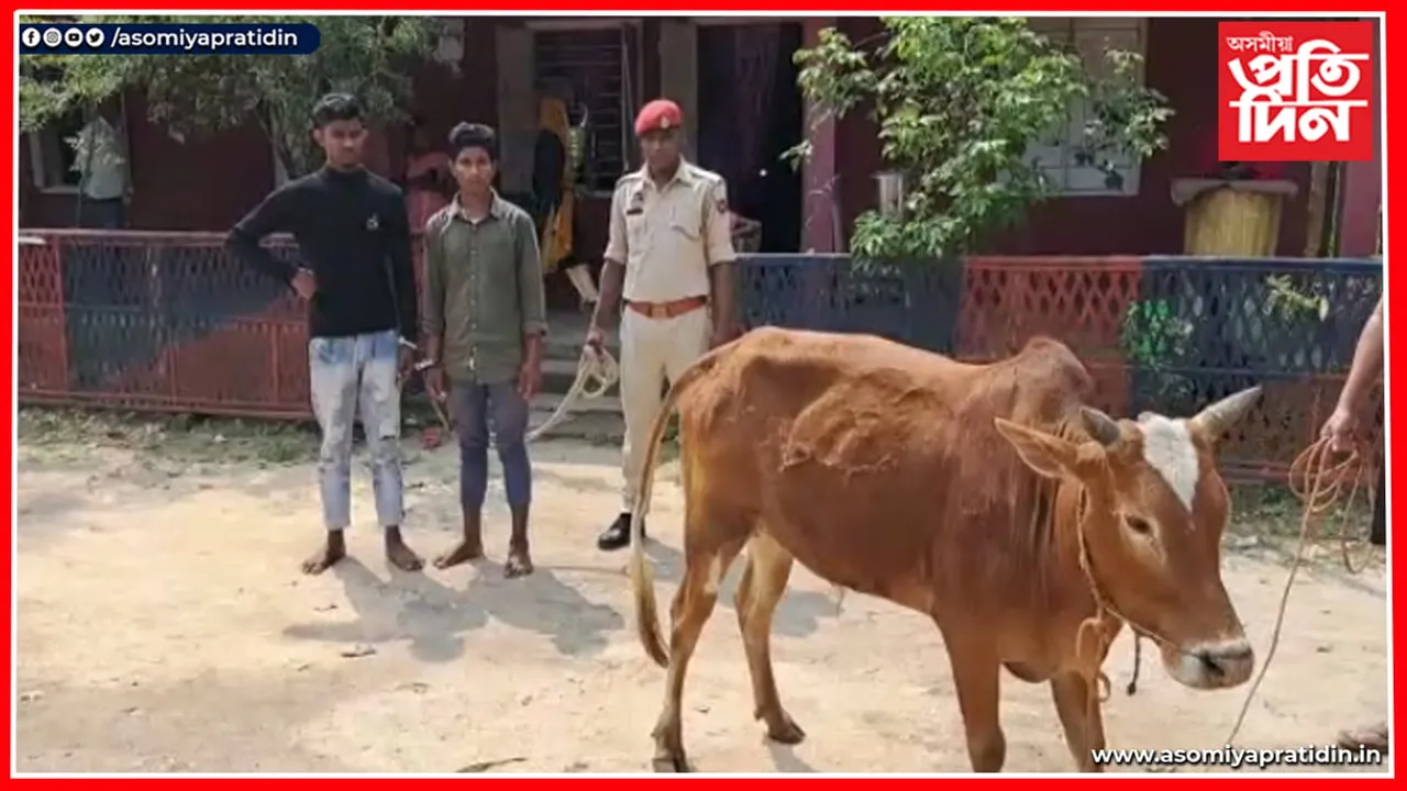 কঠীয়াতলীত গৰুসহ দুই চোৰক আটক আৰক্ষীৰ...