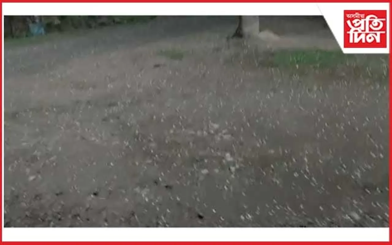নগাঁও জিলাৰ পশ্চিমাঞ্চলত শিলাবৃষ্টিত বিস্তৰ ক্ষতি... 